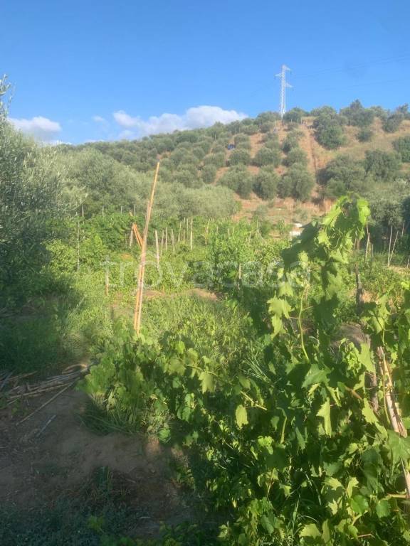 terreno agricolo in vendita a Tripi