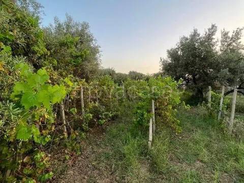 terreno agricolo in vendita a Venetico