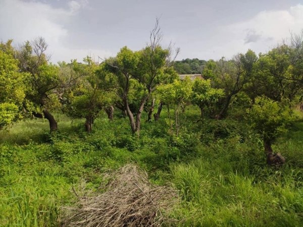 terreno agricolo in vendita a Terme Vigliatore in zona San Biagio