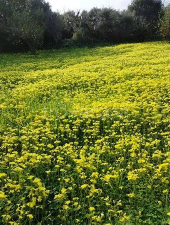 terreno agricolo in vendita a Terme Vigliatore