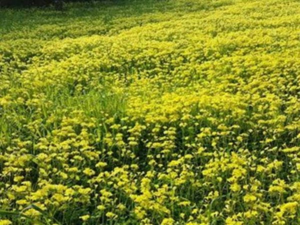 terreno agricolo in vendita a Terme Vigliatore