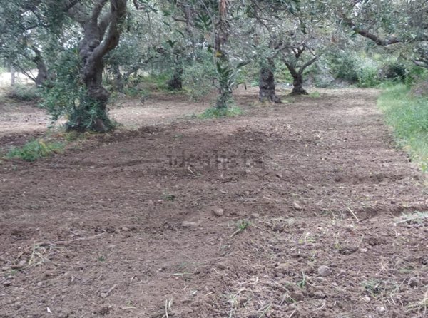 terreno agricolo in vendita a Terme Vigliatore