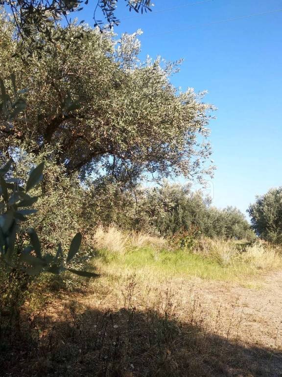 terreno agricolo in vendita a Torrenova