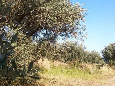 terreno agricolo in vendita a Torrenova