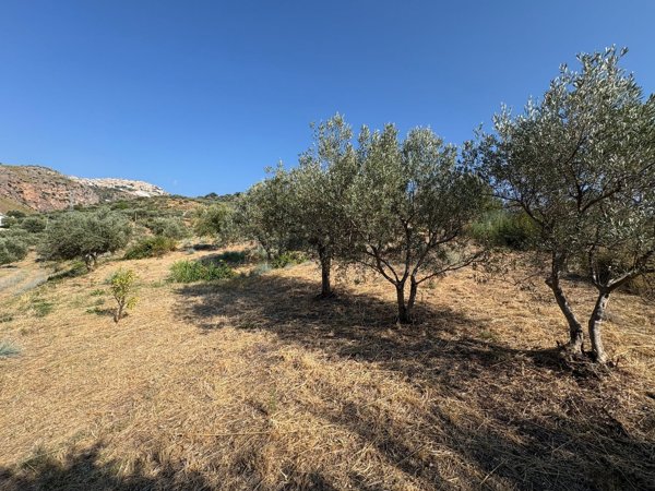 terreno agricolo in vendita a Torrenova