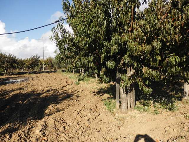 terreno agricolo in vendita ad Agrigento in zona Villaggio Mosè