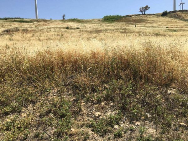 terreno agricolo in vendita ad Agrigento
