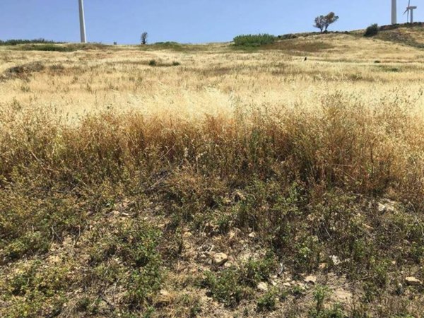 terreno agricolo in vendita ad Agrigento in zona Centro Storico