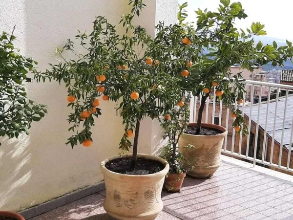 appartamento in vendita ad Agrigento in zona Centro Storico