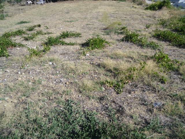 terreno agricolo in vendita ad Agrigento in zona Villaggio Mosè