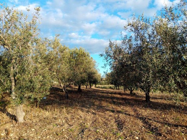 terreno agricolo in vendita a Campobello di Licata
