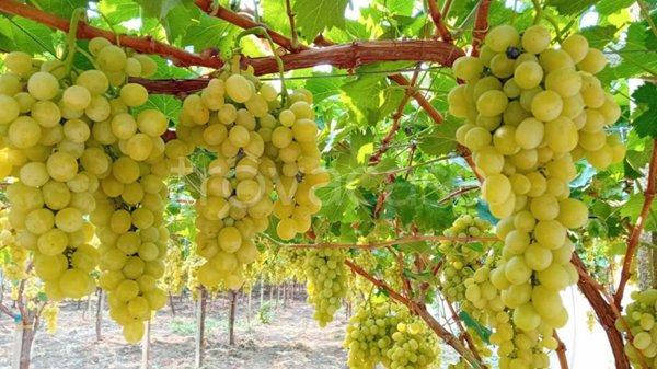 terreno agricolo in vendita a Campobello di Licata