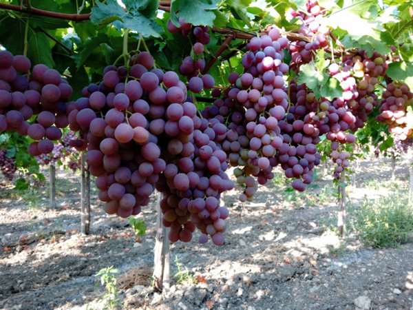 terreno agricolo in vendita a Campobello di Licata