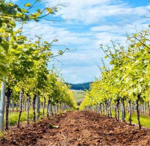terreno agricolo in vendita a Campobello di Licata
