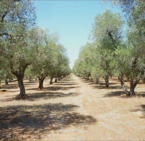 terreno agricolo in vendita a Campobello di Licata