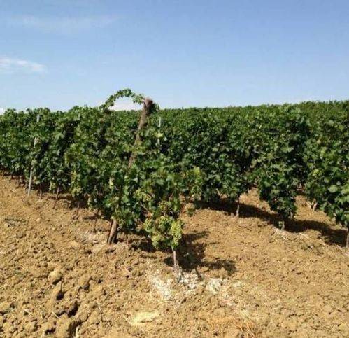 terreno agricolo in vendita a Campobello di Licata