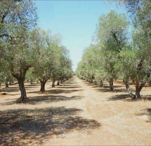 terreno agricolo in vendita a Campobello di Licata