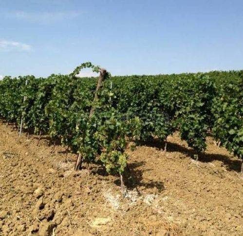 terreno agricolo in vendita a Campobello di Licata