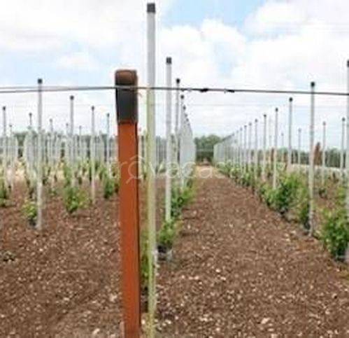 terreno agricolo in vendita a Campobello di Licata
