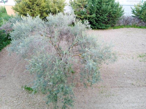 appartamento in vendita a Campobello di Licata