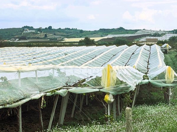 terreno agricolo in vendita a Campobello di Licata