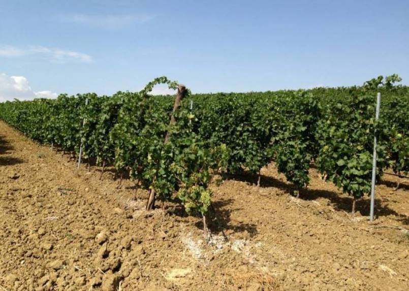 terreno agricolo in vendita a Campobello di Licata