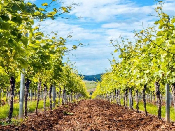 terreno agricolo in vendita a Campobello di Licata
