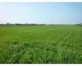 terreno agricolo in vendita a Campobello di Licata