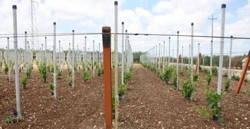 terreno agricolo in vendita a Campobello di Licata
