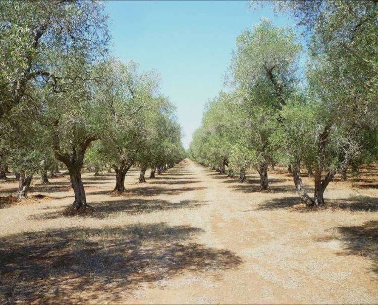terreno agricolo in vendita a Campobello di Licata
