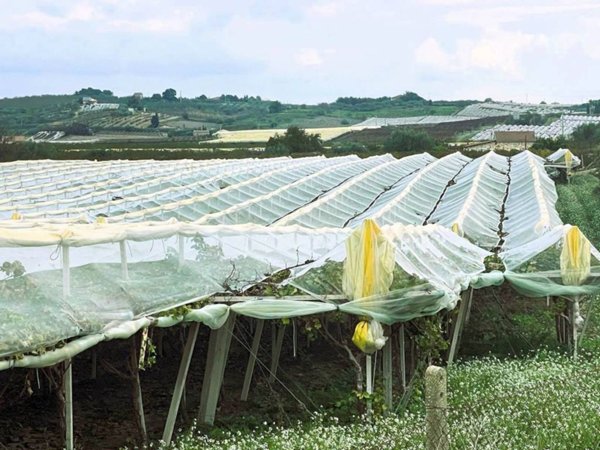 terreno agricolo in vendita a Campobello di Licata