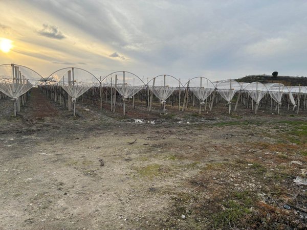 terreno in vendita a Canicattì