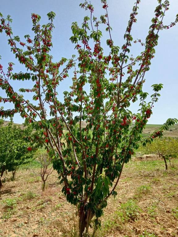 terreno agricolo in vendita a Cattolica Eraclea