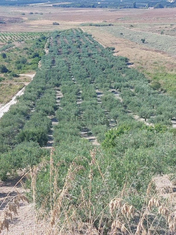 terreno agricolo in vendita a Cattolica Eraclea