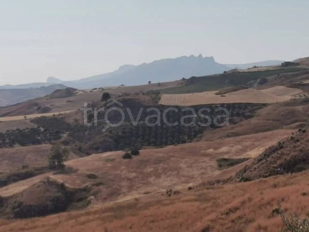 terreno agricolo in vendita a Cianciana
