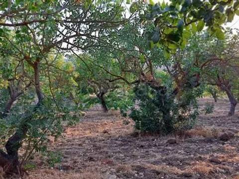 terreno agricolo in vendita a Cianciana
