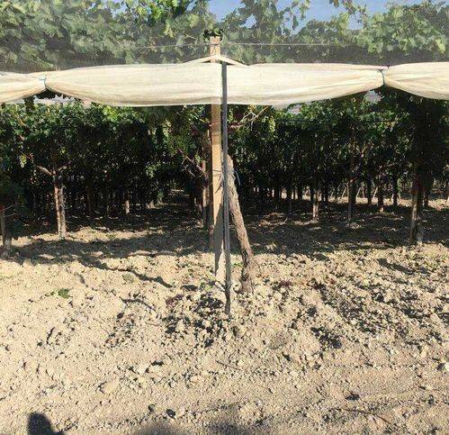 terreno agricolo in vendita a Licata