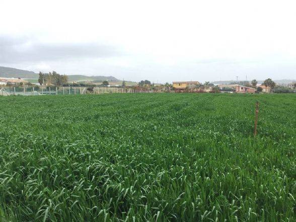 terreno agricolo in vendita a Licata