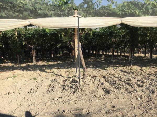 terreno agricolo in vendita a Licata