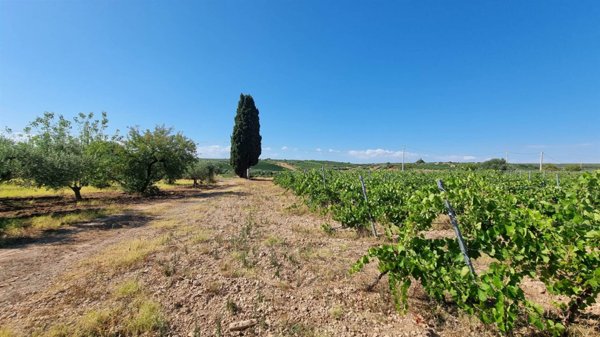 terreno agricolo in vendita a Menfi