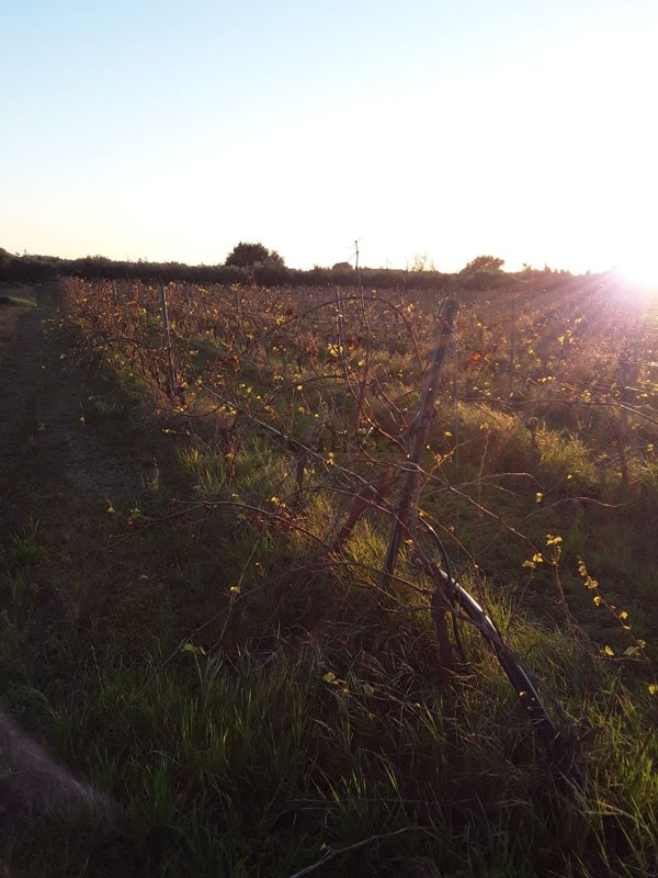 terreno agricolo in vendita a Menfi