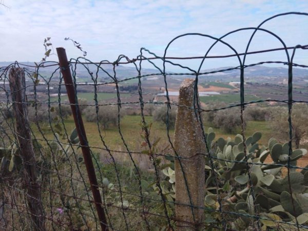 terreno agricolo in vendita a Naro