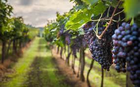 terreno agricolo in vendita a Naro