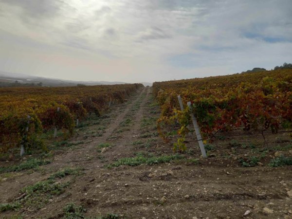 azienda agricola in vendita a Naro