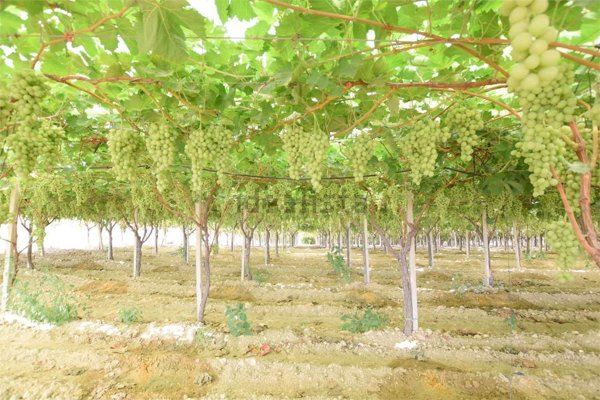 monolocale in vendita a Naro