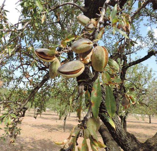 terreno agricolo in vendita a Naro