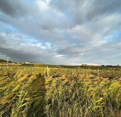 casa indipendente in vendita a Naro