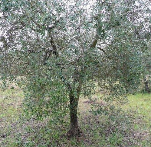 terreno agricolo in vendita a Naro