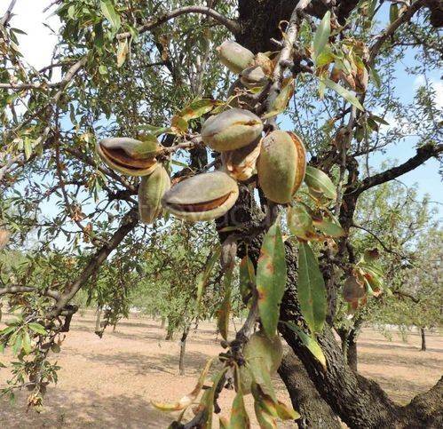 terreno agricolo in vendita a Naro