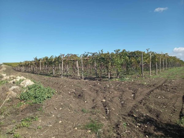 terreno agricolo in vendita a Naro